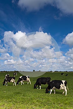 Cows on green meadow