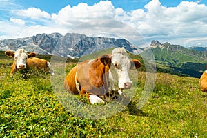 Cows on green meadow in alpine valley in Santa Maddalena village, Val di Funes, Dolomiti Mountains, Italy