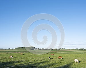 Cows in green meadow between ameide and lexmond in the centre of holland