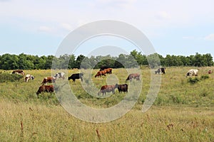Cows on a green meadow in a rural area