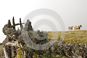 Cows in green meadow, with a wooden fence and lichens