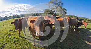 Cows in green pasture