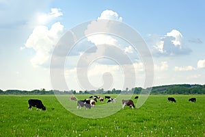 Cows on green pasture