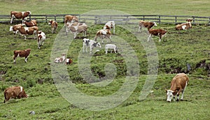 Cows in green pasture