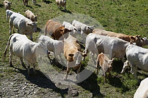 Cows in green pasture