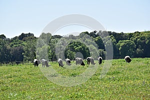 cows in green pasture outdoors animals photo