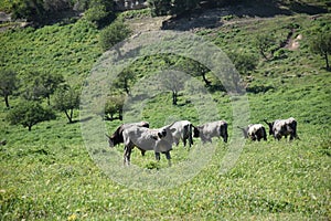 Cows in green pasture outdoors animals photo