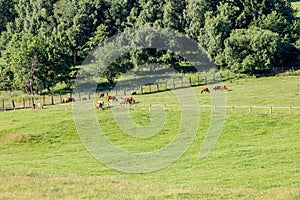 Cows on green pasture - summer landscape