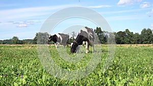 Cows on a green summer meadow eating fresh grass. Milk and dairy products. Agriculture and dairy production concept