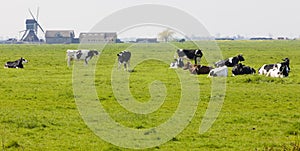 cows, Groot-Ammers, Netherlands