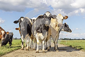 Cows in a group together on a path, in a field in front row, a black and white herd, happy and joyful and a blue sky