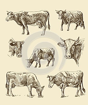 Cows hand draw sketch