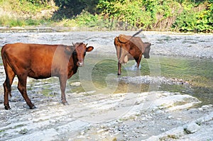 Cows have come on a summer watering place.