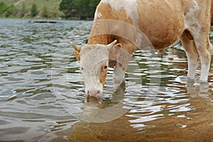 The cows have come to the watering place and are drinking water