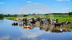 Cows having a bath in river, countryside landscape with cattle pasture