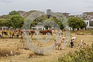 Cows in Hawassa city, Ethiop