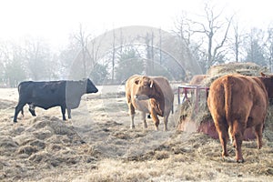Cows at the hay ring closeup