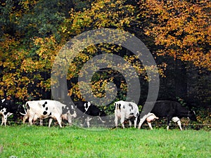 Cows head to pasture during Autumn season in NYS