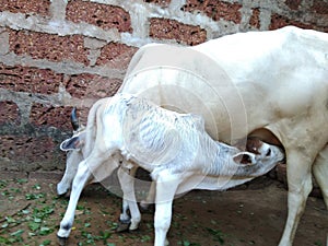 Cows And Her Mother& x27;s . Pets Cows . Cow. Indian Cow. Village Desi Cow.