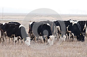 Cows herd