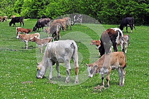 Cows herd