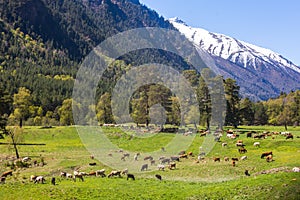 Cows herd in caucasus Mountains landscape. Karachay-Cherkessia, Russia