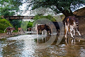 Cows herd drinking clear water from the river