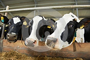 Cows herd at farm stall