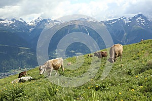 Cows herd graze in the Alp meadow near Bettmeralp