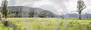 Cows herd in green countryside landscape, near Fox Glacier, West Coast, New Zealand