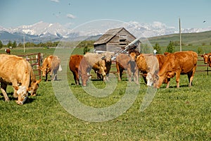 Cows herd in happy summer time in south Alberta, Canada