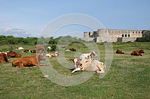 Cows herd in a meadow