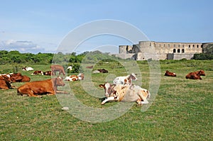 cows herd in a meadow in Sweden