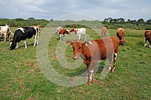 cows herd in a meadow in Sweden