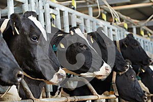 Cows herd during milking at farm photo