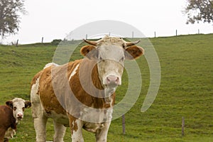 Cows herd on a mountain pasture. Autumn hills