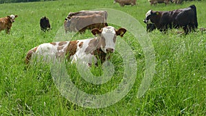 Cows herding on green gras