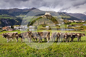 Cows herding and Idyllic Scuol Tarasp village, Engadine, Swiss Alps, Switzerland