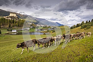 Cows herding and Idyllic Scuol Tarasp village, Engadine, Swiss Alps, Switzerland