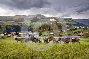 Cows herding and Idyllic Scuol Tarasp village, Engadine, Swiss Alps, Switzerland
