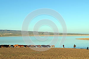 Cows and herdsmen on lake background