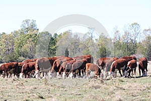 Cows-Hereford