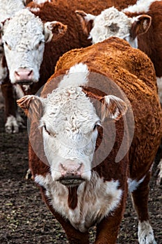 Cows of Hereford Cattle