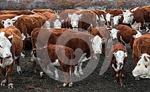 Cows of Hereford Cattle