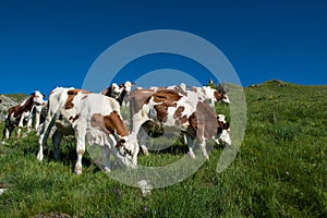 Cows in a high mountain pasture