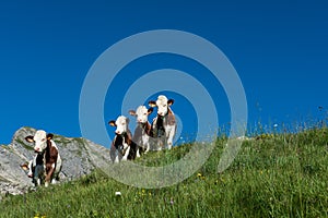 5 Cows in a high mountain pasture