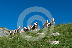 9 cows in a high mountain pasture