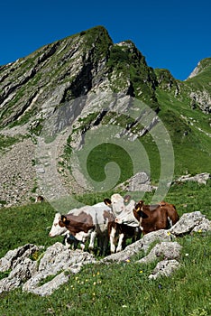 3 Cows in a high mountain pasture