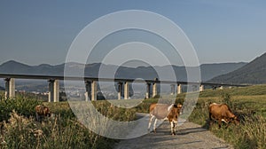 Krávy a dálniční most u města Ružomberok