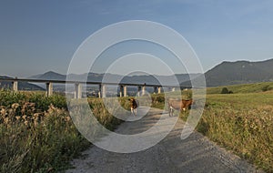 Cows and highway bridge near Ruzomberok town